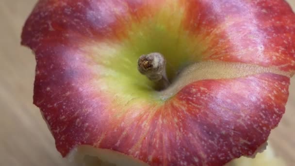 Połowie Zjedzone Jedno Czerwone Jabłko Bliska Rdzeń Jabłka Galowej Odmiany — Wideo stockowe