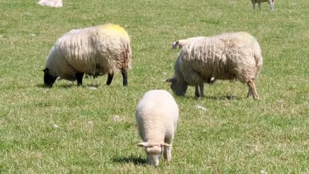 在阳光灿烂的日子里 一群羊在一片绿地上吃草 农夫田里的羊很可爱 手持录像 — 图库视频影像