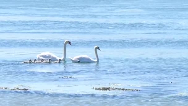 Uma Família Cisnes Nada Lago Dia Bela Água Azul Cisnes — Vídeo de Stock