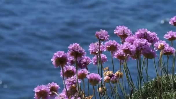 Μικρά Μωβ Λουλούδια Μια Ηλιόλουστη Μέρα Μπλε Κύματα Στο Βάθος — Αρχείο Βίντεο
