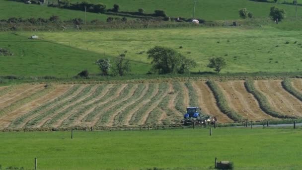 West Cork Irsko Června2022 Modrý Traktor Hrabe Seno Farmářském Poli — Stock video