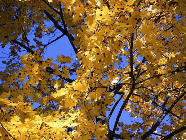 Jasné Podzimní Listí Proti Modré Obloze Žluté Javorové Listy Větvích — Stock fotografie