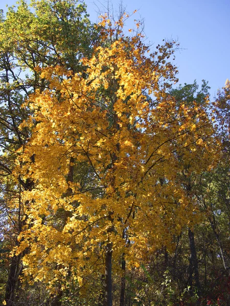 Bright Yellow Maple Tree Sunny Autumn Day — Stock Photo, Image