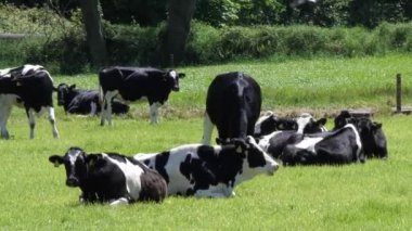 Güneşli bir günde birkaç inek yeşil bir çayırda dinleniyor. El bilgisayarı videosu.