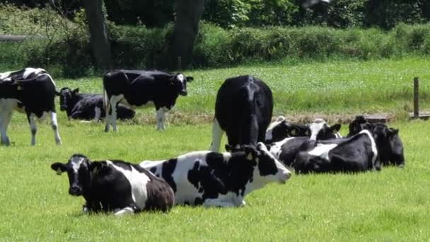 Verschillende Koeien Rusten Een Groene Weide Een Zonnige Dag Handheld — Stockvideo