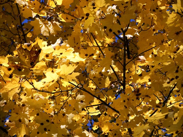 Větvích Stromu Mnoho Zlatých Javorových Listů Podzimní Listoví — Stock fotografie