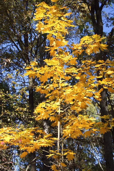 Uma Pequena Árvore Bordo Com Belas Folhas Amarelas Uma Árvore — Fotografia de Stock