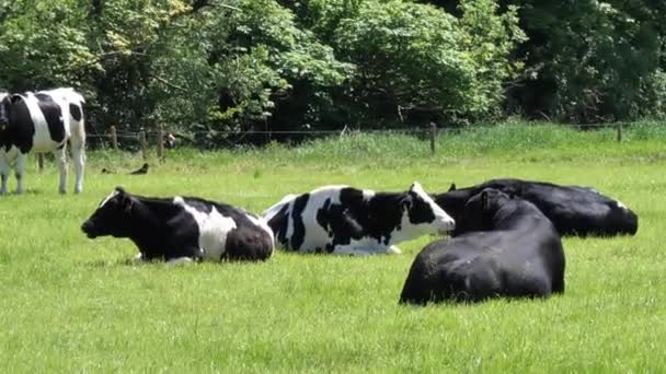 緑の牧草地でいくつかの牛 大きな黒い雄牛が地面から立ち上がる 4K形式のビデオ 手持ちビデオ — ストック動画