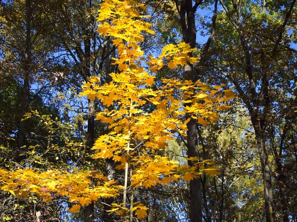 Uma Pequena Árvore Bordo Com Belas Folhas Amarelas — Fotografia de Stock
