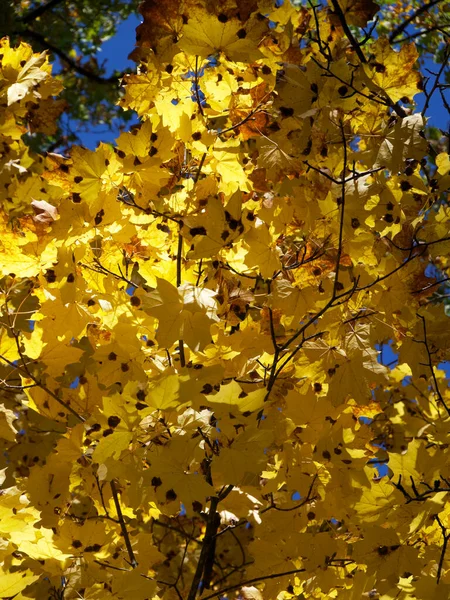 Beautiful Autumn Maple Leaves Sunlight Autumn Forest Natural Landscape Close Stock Image