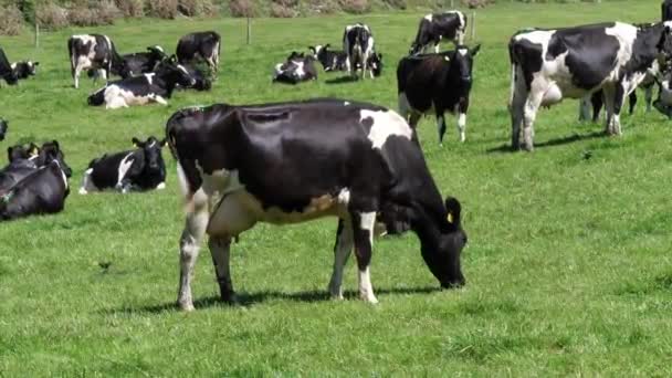 Krávy Pastvinách Mléčná Farma Zvířata Jedí Zelenou Trávu Handheld Video — Stock video