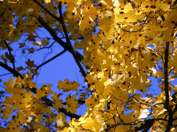 Yellow maple leaves. Maple branch with orange leaves against blue sky in the park in autumn