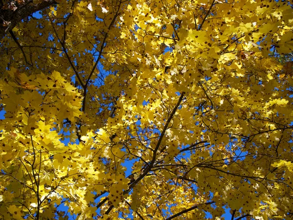 Beaucoup Feuilles Érable Dorées Sur Les Branches Arbre Belles Feuilles — Photo