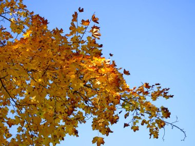 A branch with yellow maple leaves against a blue sky. Autumn foliage.