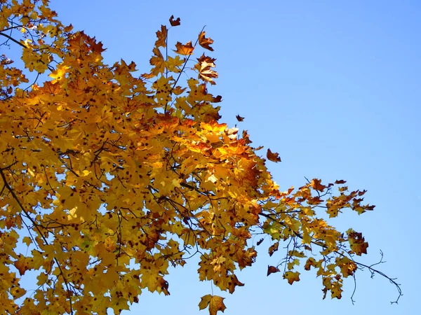 Une Branche Aux Feuilles Érable Jaunes Contre Ciel Bleu Feuillage — Photo