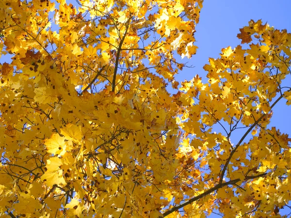 Yellow Maple Leaves Clear Blue Sky — Fotografia de Stock