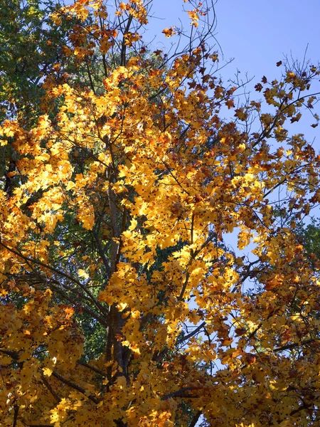 Yellow maple leaves on tree branches. Autumn maple. Yellowed leaves on a tree in autumn