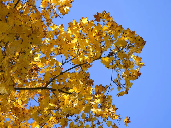 Yellow Maple Leaves Clear Blue Sky Autumn Maple — Stock Photo, Image