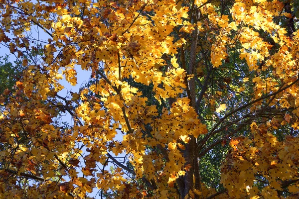 Větev Stromu Javoru Jasně Žluté Listy Osvícené Sluncem — Stock fotografie