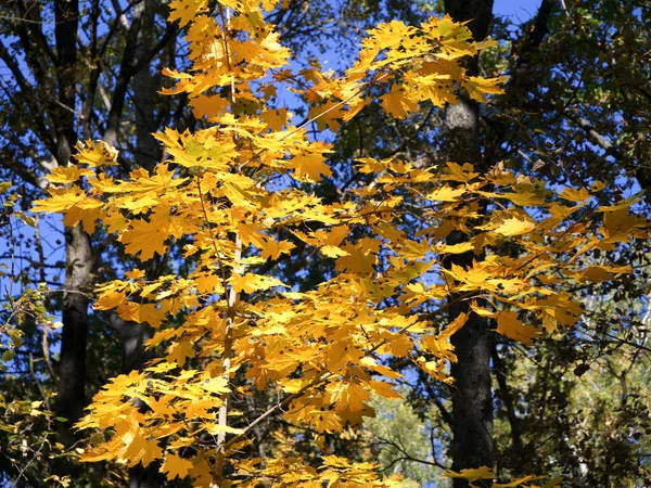 Uma Pequena Árvore Bordo Com Belas Folhas Amarelas Uma Árvore — Fotografia de Stock