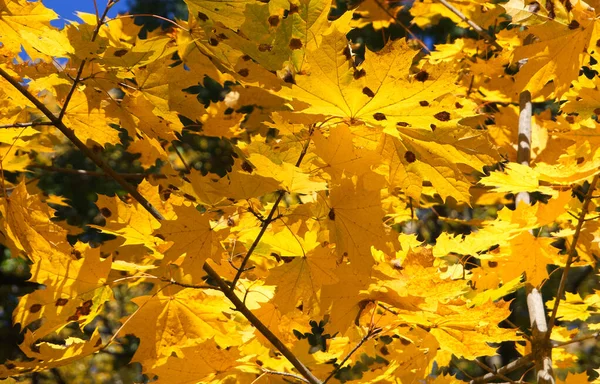Yellow Autumn Leaves Close Maple Leaves Autumn Full Frame Shot — Fotografia de Stock