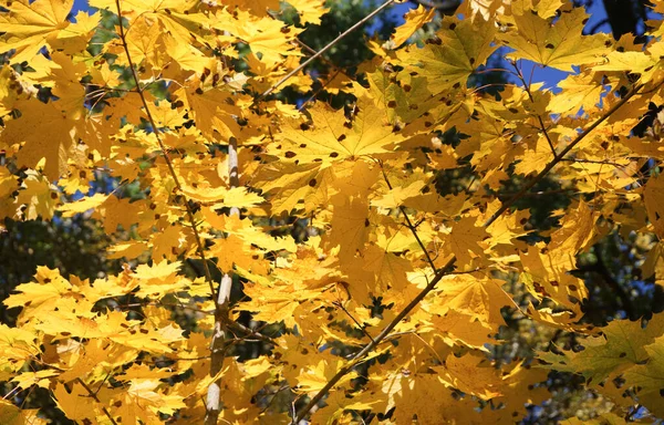 Maple Leaves Autumn Close View Autumn Yellow Leaves — Fotografia de Stock