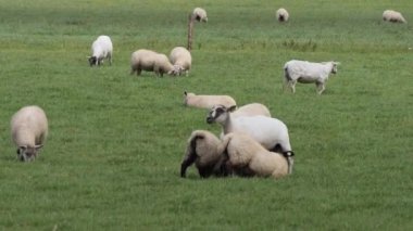 İki küçük kuzu annelerinin memesini emer ve tatlı tatlı kuyruklarını sallar..