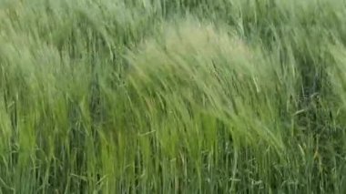 Unripe ears of barley are swaying in the wind, close-up. Spikelets in a farmer's field.