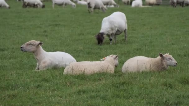 Cute Fluffy Sheep Green Meadow Sheep Free Grazing — Vídeos de Stock