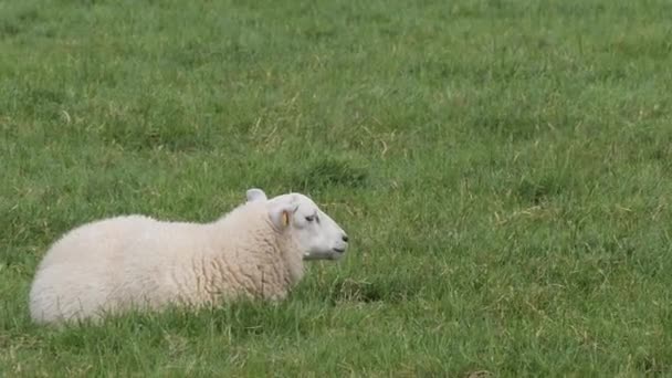One Fluffy Lamb Lying Green Meadow Chewing Grass — 图库视频影像