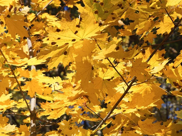 Yellow Maple Leaves Close Sunny Autumn Day — Fotografia de Stock