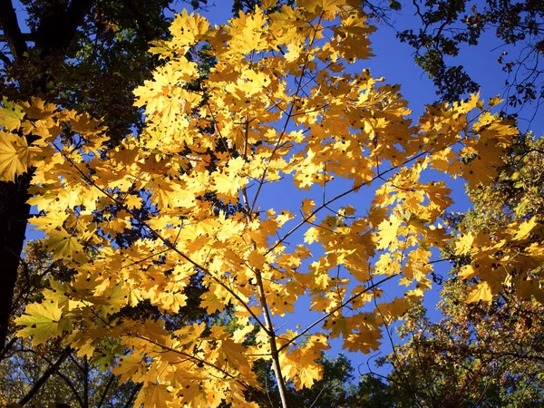 Yellowed Maple Leaves Blue Sky — стоковое фото