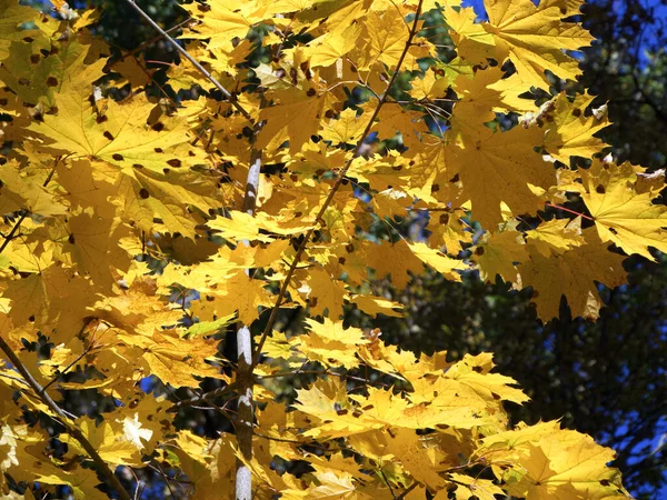 Yellow Maple Leaves Close Sunny Autumn Day Golden Autumn — Photo