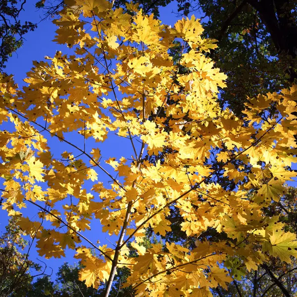 Yellowed Maple Leaves Blue Sky Sunny Autumn Day — Stock fotografie