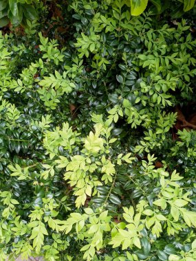 A beautiful little bush with leaves of different shades of green. Decorative garden plant.