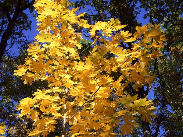 Yellowed Maple Leaves Blue Sky Autumn Foliage — стоковое фото