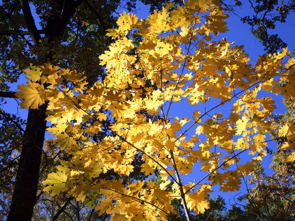 Yellow Autumn Maple Leaves Blue Sky Sunny Autumn Day — 图库照片
