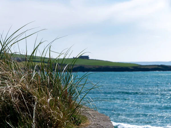 Bush Grass Shore Turquoise Celtic Sea Seaside Landscape Green Grass — ストック写真