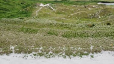 Sand dunes overgrown with marram grass bushes. Hilly coast of the Atlantic Ocean, top view. Picturesque Irish nature.