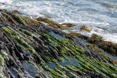 Foam on the waves, coastal rocks. Seaweed on rocks, landscape. Green moss on rock near body of water