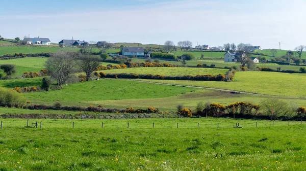 A small farming village among the green Irish hills. Pastoral European landscape. Green farm fields on a sunny day. Natural Beauty of Ireland, West Cork. Green grass field under blue sky