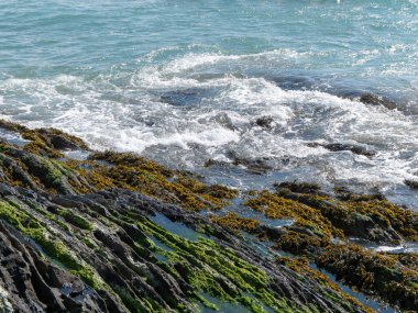 Foam on the waves and coastal rocks. Seaweed on rocks, landscape. Green moss on rock near body of water