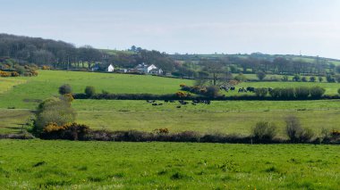 A farming village among the green Irish hills. Pastoral European landscape. Green farm fields on a sunny day. Natural Beauty of Ireland, West Cork. Green grass field under blue sky