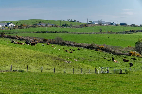 Village Green Irish Hills Pastoral European Landscape Green Farm Fields — ストック写真