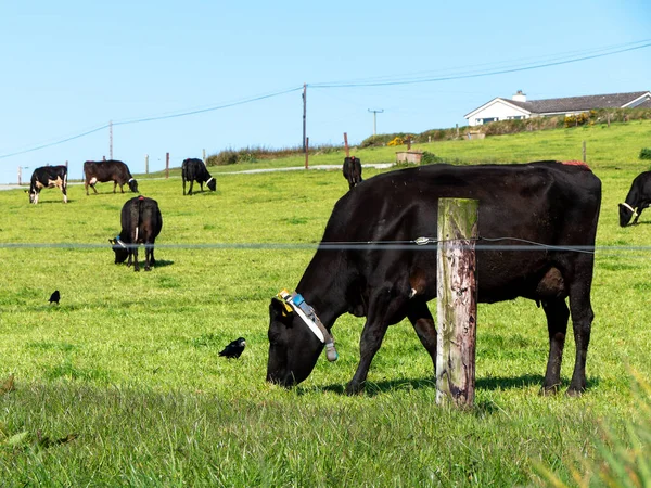 Cow Grazing Fenced Green Meadow Clear Blue Sky Warm Weather — Zdjęcie stockowe