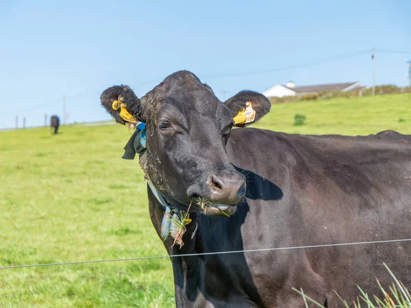 Portrait of a black dairy cow on a green farmers field on a sunny day. Cattle. A cow in a pasture with a weight on her neck, cow on green grass field.