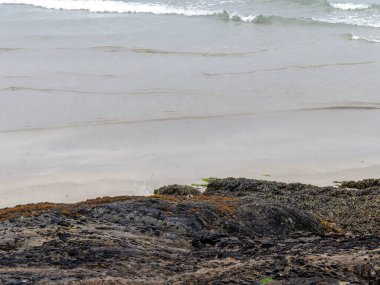 Algae and marine plants on coastal rocks. Gray water, surf. Space for text.