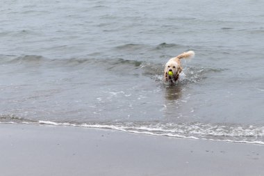A cheerful dog runs along the seashore holding a tennis ball in his teeth. Playing with a pet. Wet dog on the sea.