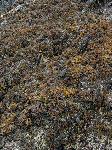 Many brown algae grow on the surface of the coastal rock. Background.