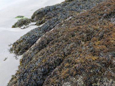 Many brown algae grow on the surface of the coastal rock.